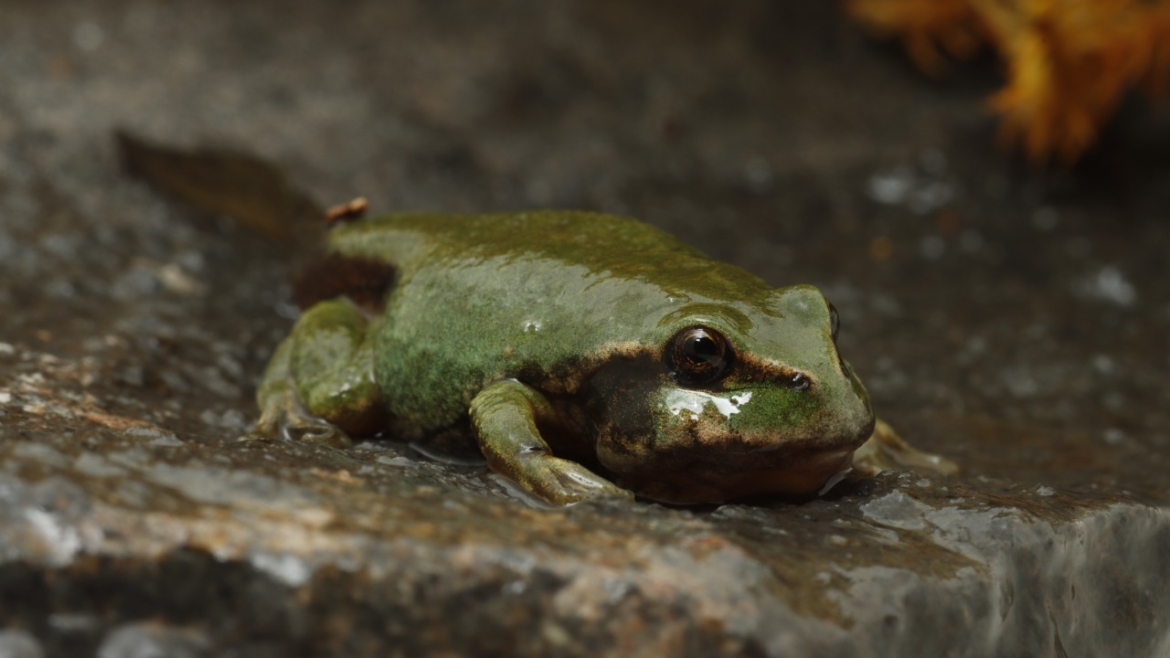 Gastrotheca marsupiata