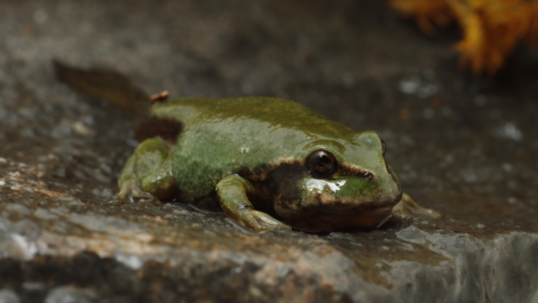Gastrotheca marsupiata