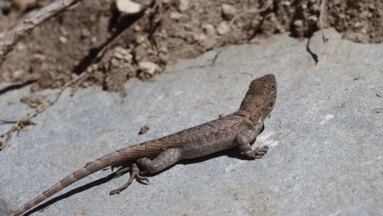 Stenocercus apurimacus