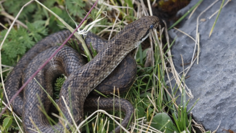 Tachymenis peruviana