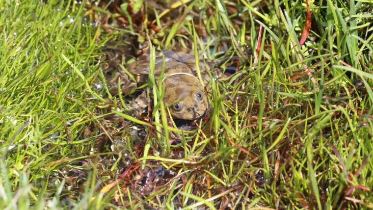 Telmatobius sp